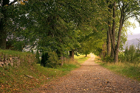 landscape of green trees thumbnail