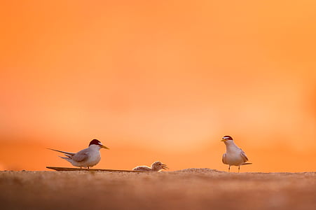 shallow focus photography of birds thumbnail