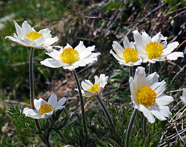 Alpine Anemone, Alpenkuhschelle thumbnail