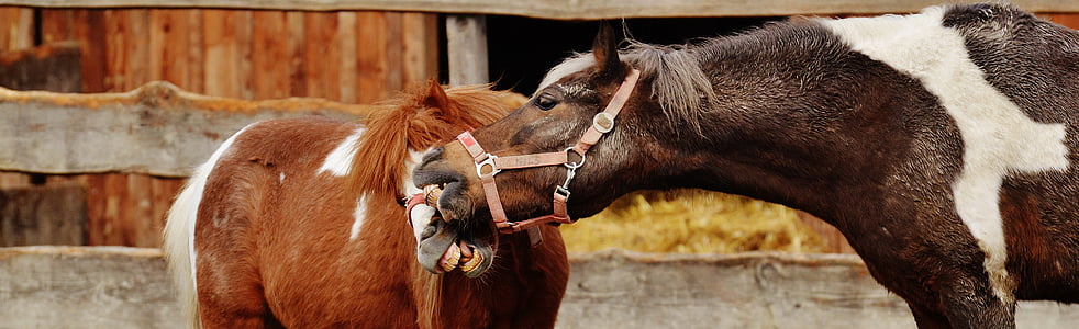 two brown and black horses in field thumbnail
