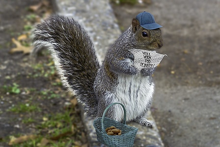 gray squirrel holding note standing on road curb thumbnail