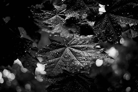 grayscale photography of leaf with droplets thumbnail
