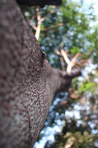 Macro Shot Photography of Brown Twigs thumbnail