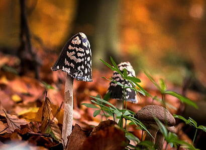 close-up photography of three mushrooms outdoor thumbnail