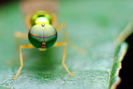 macro photography of green fly thumbnail