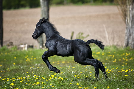Black Horse Running on Grass Field With Flowers thumbnail