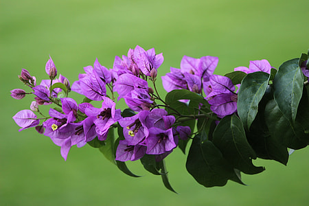 photo of violet flowers thumbnail