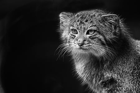 graysale photo of grey animal thumbnail
