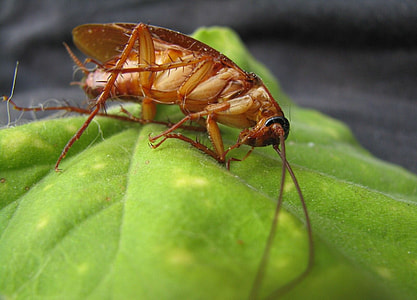 brown cockroach on green leaf plant thumbnail