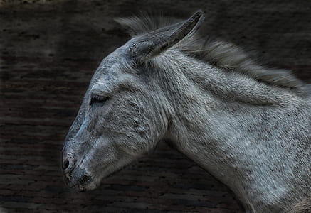 gray horse thumbnail