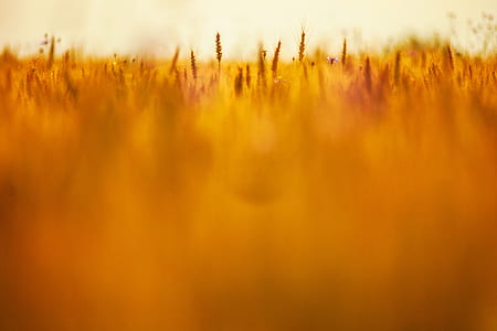 brown grass field thumbnail