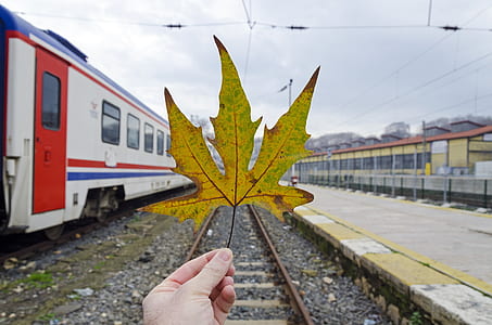 yellow leaf thumbnail