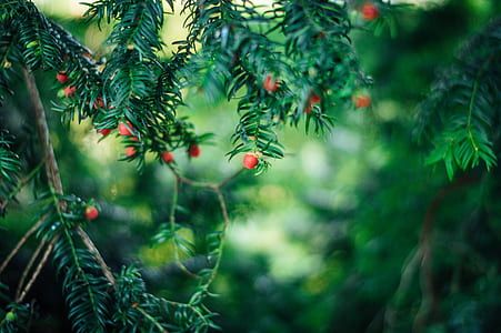 green leaf tree selective focus photography thumbnail