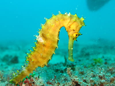 yellow seahorse thumbnail