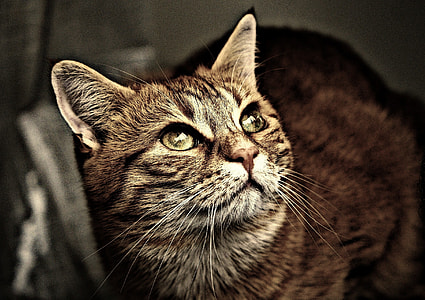 close up photo of silver tabby cat thumbnail
