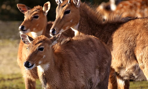 selective focus of group of deer thumbnail
