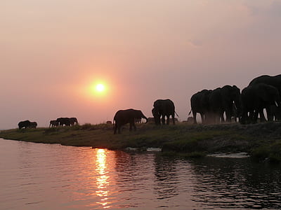 elephants walking near body of water thumbnail