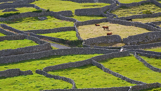 high-angle photography of three brown animals near stream thumbnail