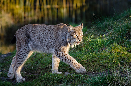 white and grey tiger walking on green grass thumbnail