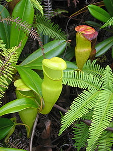 Venus Flytrap plants thumbnail