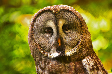 closeup photography of owl during daytime thumbnail