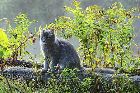 gray cat on log thumbnail