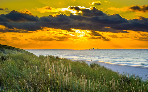 bird flying under stratocomulus clouds above seashore thumbnail