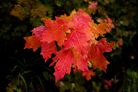 red maple laef thumbnail
