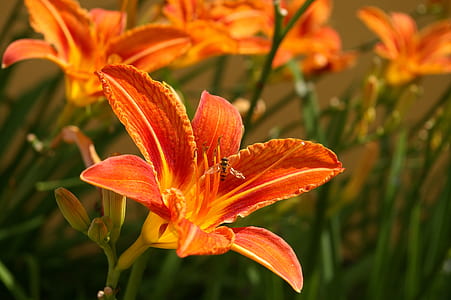 selective focus photography of orange petaled flower thumbnail