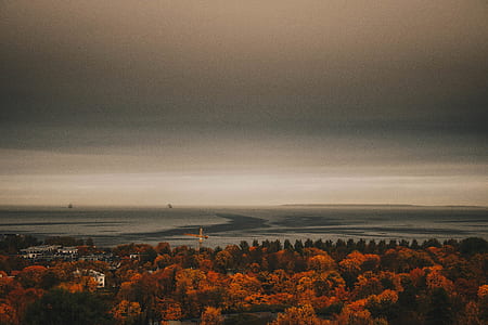 Overview Photo of Maple Trees thumbnail