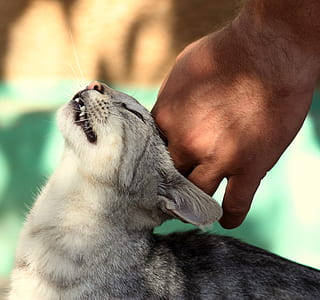 person touching silver tabby cat thumbnail