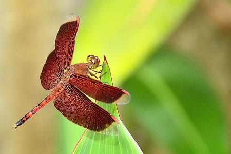 selective focus photography of red dragonfly perching on green leaf thumbnail