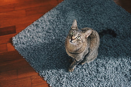silver tabby cat on blue area rug thumbnail