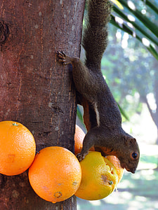 close up photo of squirrel holding orange fruit thumbnail