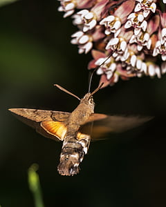 brown hummingbird moth under white flower thumbnail