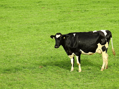 black and white dairy cow on grass field thumbnail