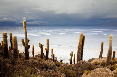 green cactus in front of beach shore thumbnail