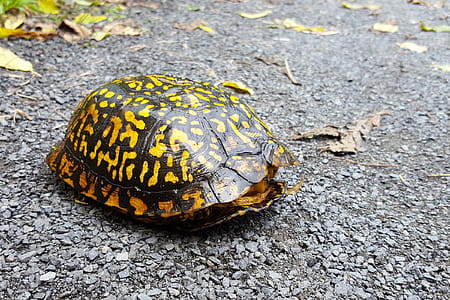 Turtle crossing the road. thumbnail