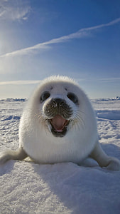 Animals, Animal thumbnail