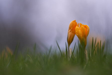 orange petal flower thumbnail