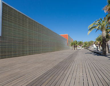 green palm trees under blue sky thumbnail