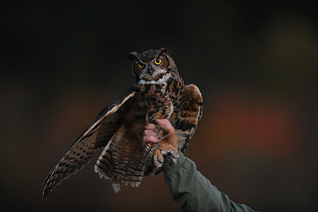 person holding brown and black owl on its legs thumbnail