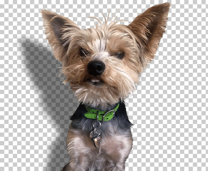 Yorkshire Terrier Cairn Terrier Morkie Companion Dog Puppy Puppy