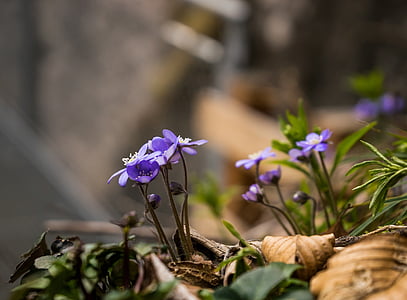 selective focus photography of purple hepatica flower thumbnail