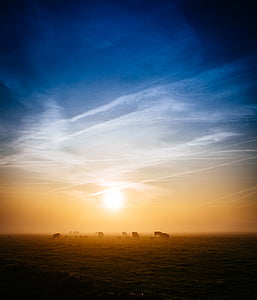 herd of cows in the field thumbnail