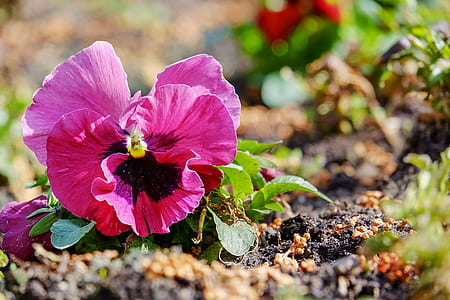 closeup photography of pink and black Pansy flower thumbnail