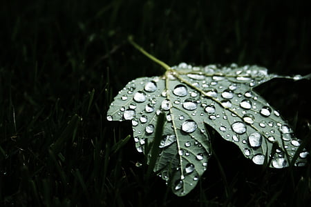 green leaf with droplets close-up photography thumbnail