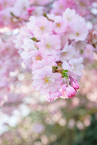 pink petaled flowers thumbnail