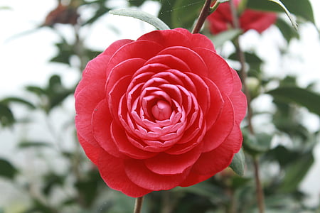 closeup photography of red camellia flower thumbnail