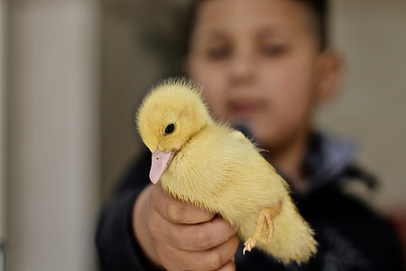 selective focus photography of person holding duckling thumbnail